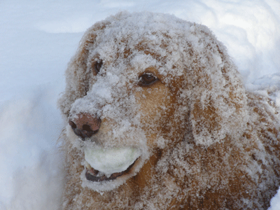 SnowDog.gif